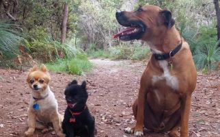 Seekor Anjing Kecil Nyaris Mati Terlilit Ular Piton Sepanjang 3,5 Meter di Australia - JPNN.com