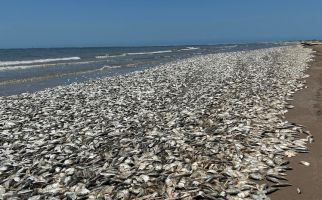 Dunia Hari Ini: Kadar Oksigen Rendah dalam Air, Ribuan Ikan Mati - JPNN.com