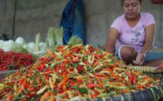 Cabai Busuk Diborong, Harga 40 Ribu - JPNN.com