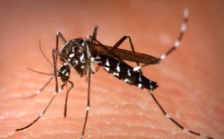 Benarkah Obat Malaria Terbaru Efektif Hentikan Infeksi Mematikan? - JPNN.com