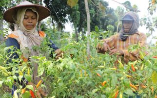 Petani Makin Merana, Harga Cabai tak Adil - JPNN.com