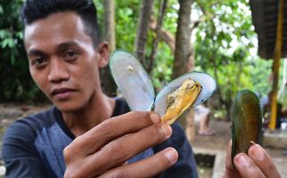 Duh! Kerang Beracun Masih Hantui Cirebon - JPNN.com