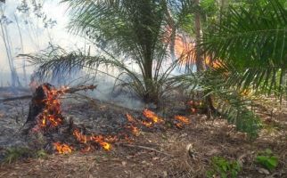 Cuaca Panas, 60 Hektare Kebun Karet dan Sawit Hangus - JPNN.com