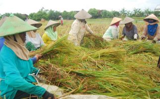 Kementan Minta Petani Gunakan Irigasi Air Permukaan - JPNN.com