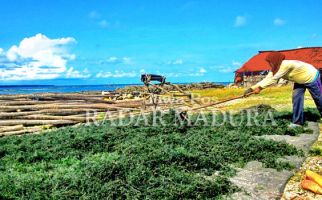 Produksi Rumput Laut Berada di Titik Nadir - JPNN.com