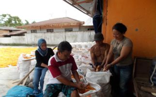 Pasokan Berimbang, Harga Jagung Stabil - JPNN.com