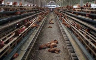 Ternyata Puluhan Ayam Mati Bukan karena Flu Burung - JPNN.com