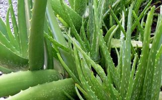 6 Manfaat Aloe Vera Untuk Kesehatan - JPNN.com