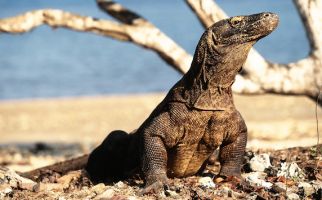 Pulau Komodo Dipastikan Tetap Dibuka Untuk Wisatawan - JPNN.com