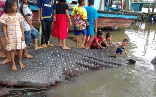 Hiu Paus Tersangkut di Jaring Nelayan, Lihat tuh - JPNN.com