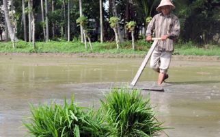 Kasus Cetak Sawah Mengarah ke Perkara Perdata - JPNN.com