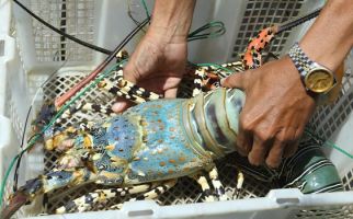Bareskrim Bongkar Sindikat Penyelundupan Lobster di Lapas - JPNN.com
