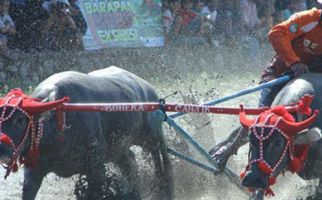 Hebohnya Pesona Mantar Buka Festival Pesona Tambora - JPNN.com