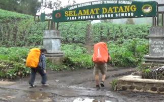 Ratusan Lebah Beracun Serang Pendaki Gunung - JPNN.com