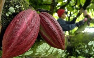 Dapat Bantuan Pompa, Petani Kakao Tidak Khawatir Kekeringan - JPNN.com