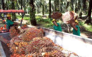 Petani Kelapa Sawit: Harga TBS Ajlok, Paling Parah Selama Ini - JPNN.com