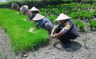 Polisi Blusukan ke Sawah, Maaf...Ini Bukan Pencitraan - JPNN.com