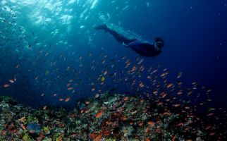 Media Inggris Kupas Diving Spot di Luar Bali, Ini Lokasinya - JPNN.com