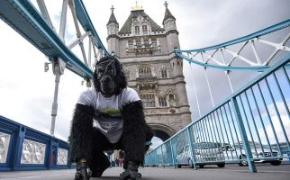 Gorila Ikut Lomba Maraton, Start Minggu, Finis Sabtu - JPNN.com