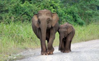 Hanya Ada 80 Ekor, Gajah Kalimantan Dianggap Keramat - JPNN.com