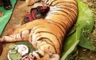 Heboh, Harimau Sumatera Masuk Kampung, Ya Begini Jadinya... - JPNN.com