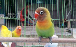 Burung Langka Indonesia Diselundupkan ke Thailand - JPNN.com