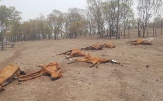 Puluhan Kuda di Brisbane Mati Karena Kekurangan Gizi - JPNN.com