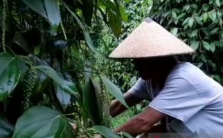 Joss! Harga Lada di Tingkat Petani Naik, Nyaris 100 Persen - JPNN.com