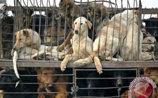 Duh! Seekor Anjing Pelacak Ditolak Masuk ke Balikpapan, Bagaimana Nasibnya? - JPNN.com