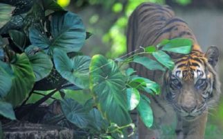 Harimau Sumatera Meresahkan Warga Merangin, Polisi dan BKSDA Lakukan Ini - JPNN.com