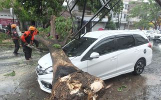Bencana Angin Kencang Menyebabkan Pohon Tumbang di 10 Lokasi ini - JPNN.com