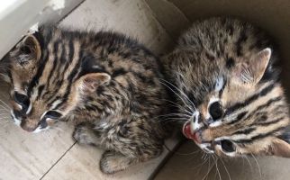 Prayudi Tak Tahu Kucing Kuwuk Satwa Dilindungi - JPNN.com