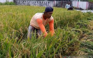 Begini Cara Kementan Tingkatkan Produksi Padi di Banten 2022 - JPNN.com