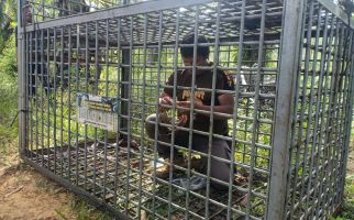 Harimau Sumatera Berkeliaran di Padang Lawas, Sudah Hampir Sebulan, Warga Resah - JPNN.com
