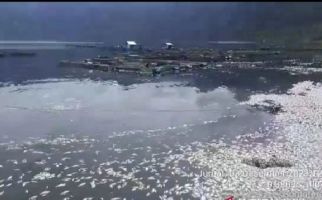 362 Ton Ikan Mati di Danau Maninjau, Petani Rugi Miliaran Rupiah - JPNN.com