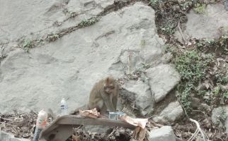 Fenomena Apa Ini? Kawanan Monyet Turun di Lokasi Bencana Erupsi Semeru Memberikan Isyarat - JPNN.com