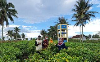 Produk Hortikultura Cabai Paku Masuk Daftar Top 45 Inovasi Pelayanan Publik - JPNN.com