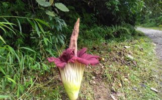 Pertama Terjadi, Bunga Bangkai Mekar di Pinggir Jalan Simalungun - JPNN.com