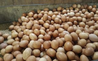 Harga Telur Ayam Berangsur Turun, Jadi Sebegini - JPNN.com