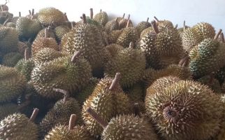 3 Tips Mudah Hilangkan Bau Mulut Setelah Makan Durian - JPNN.com