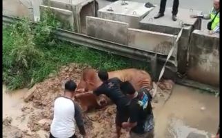 Sapi Mengamuk di Tol Balaraja, Begini Kronologinya - JPNN.com