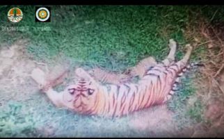 Kabar Gembira, Tiga Ekor Anak Harimau Sumatera Lahir - JPNN.com