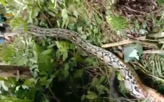 Warga Muna Awalnya Mendengar Suara Babi, Ternyata Makhluk Raksasa Ini - JPNN.com