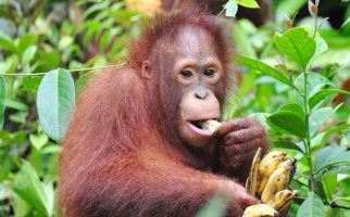 Wilayah Konservasi Orang Utan Diduga Diserobot Penambang Batu Bara - JPNN.com