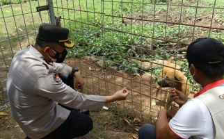 Begini Nasib Anjing Liar di Sirkuit Mandalika - JPNN.com