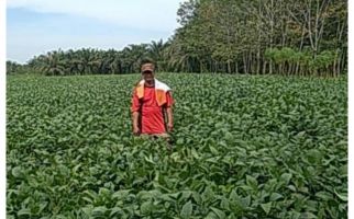 Petani Minta Kementan Kendalikan Impor dan Menjamin Harga Kedelai Lokal - JPNN.com