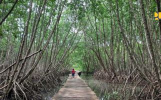 Peserta KTT G20 Akan Disuguhkan Pemandangan Kawasan Mangrove Asli Indonesia - JPNN.com