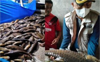Sungai Terendam Lumpur, Tiga Ton Ikan Larangan Mati - JPNN.com