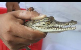 Anak Buaya Tiba-Tiba Muncul di Dekat Perkampungan Warga - JPNN.com