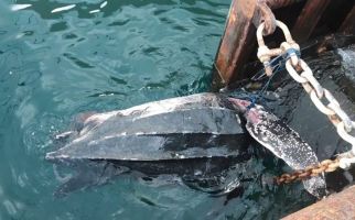Penyu Belimbing Mati Tertabrak Kapal di Pelabuhan Yos Sudarso Ambon - JPNN.com